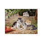 Embroidery kit The Cats
