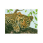 Bedrucktes Aida Leopard