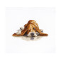 Stickset Basset 2 Stickset Basset 2