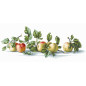 Embroidery kit Apples